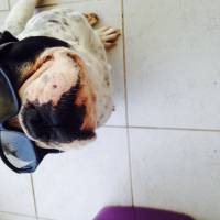 Fransız Bulldog, Köpek  PARS fotoğrafı