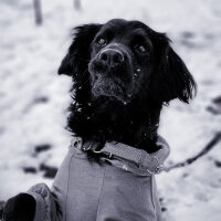 Amerikan Cocker Spaniel, Köpek  Odin fotoğrafı