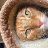 Sarman, Kedi  minnoş fotoğrafı