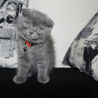 Scottish Fold, Kedi  Sofi fotoğrafı