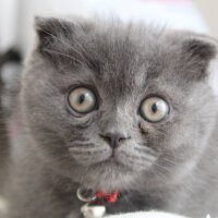 Scottish Fold, Kedi  Sofi fotoğrafı