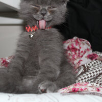 Scottish Fold, Kedi  Sofi fotoğrafı