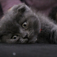 Scottish Fold, Kedi  Sofi fotoğrafı