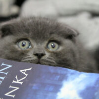 Scottish Fold, Kedi  Sofi fotoğrafı