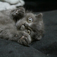 Scottish Fold, Kedi  Sofi fotoğrafı