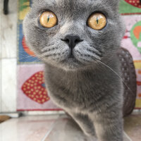 Scottish Fold, Kedi  Sofi fotoğrafı