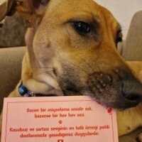 Sokö (Sokak Köpeği), Köpek  İrma fotoğrafı