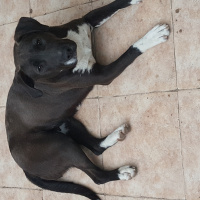 Amerikan Pitbull Terrier, Köpek  Şapşik fotoğrafı