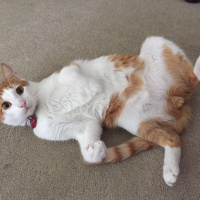 Japon Bobtail, Kedi  Pati fotoğrafı