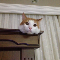 Japon Bobtail, Kedi  Pati fotoğrafı
