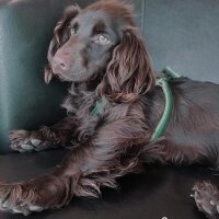 Amerikan Cocker Spaniel, Köpek  Coffe fotoğrafı