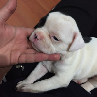 Fransız Bulldog, Köpek  Hera fotoğrafı