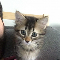 Tekir Kedi, Kedi  Marvin fotoğrafı
