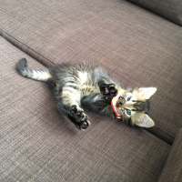 Tekir Kedi, Kedi  Marvin fotoğrafı