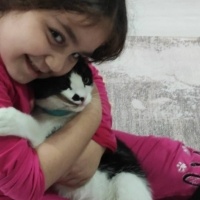 Tekir Kedi, Kedi  Pati fotoğrafı