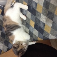 Tekir Kedi, Kedi  Gezgin fotoğrafı
