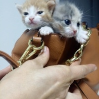Tekir Kedi, Kedi  Gezgin fotoğrafı