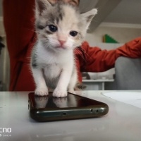 Tekir Kedi, Kedi  Gezgin fotoğrafı