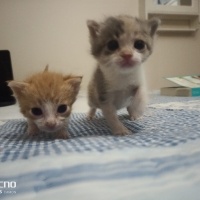 Tekir Kedi, Kedi  Gezgin fotoğrafı