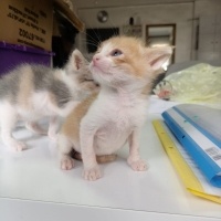 Tekir Kedi, Kedi  Gezgin fotoğrafı