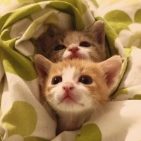 Tekir Kedi, Kedi  Gezgin fotoğrafı