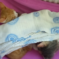 Tekir Kedi, Kedi  Gezgin fotoğrafı