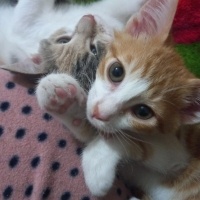 Tekir Kedi, Kedi  Gezgin fotoğrafı
