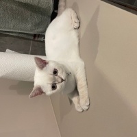 British Shorthair, Kedi  Mia fotoğrafı