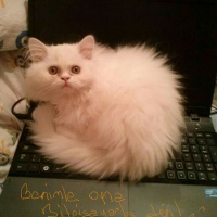 İran Kedisi (Persian), Kedi  Pıtış fotoğrafı