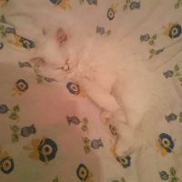 İran Kedisi (Persian), Kedi  Pıtış fotoğrafı