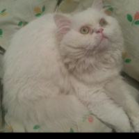 İran Kedisi (Persian), Kedi  Pıtış fotoğrafı