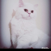İran Kedisi (Persian), Kedi  Pıtış fotoğrafı