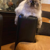 British Longhair, Kedi  Luna fotoğrafı