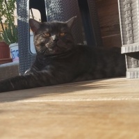 British Shorthair, Kedi  Duman fotoğrafı