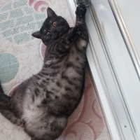 British Shorthair, Kedi  Duman fotoğrafı
