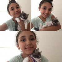 Tekir Kedi, Kedi  Darwin fotoğrafı