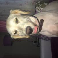 Golden Retriever, Köpek  Pamuk fotoğrafı
