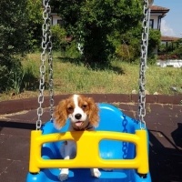 Cavalier King Charles Spanieli, Köpek  Mişa fotoğrafı