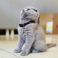 Scottish Fold, Kedi  Tarçın fotoğrafı