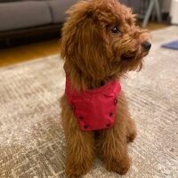 Poodle(Standart Kaniş), Köpek  PABLO fotoğrafı