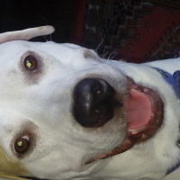 Dogo Arjantin, Köpek  Ares fotoğrafı