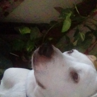 Dogo Arjantin, Köpek  Ares fotoğrafı