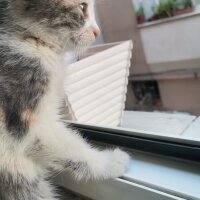 Tekir Kedi, Kedi  Venüs fotoğrafı