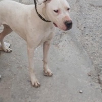 Dogo Arjantin, Köpek  Reyna fotoğrafı