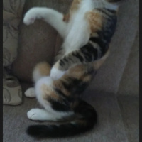Tekir Kedi, Kedi  Alya fotoğrafı