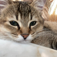 British Shorthair, Kedi  Paşa fotoğrafı