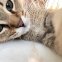 British Shorthair, Kedi  Paşa fotoğrafı
