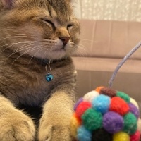 British Shorthair, Kedi  Paşa fotoğrafı