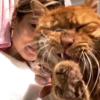 Sarman, Kedi  Simbat fotoğrafı