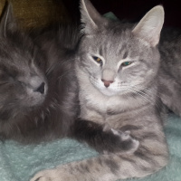 Nebelung, Kedi  gölge fotoğrafı